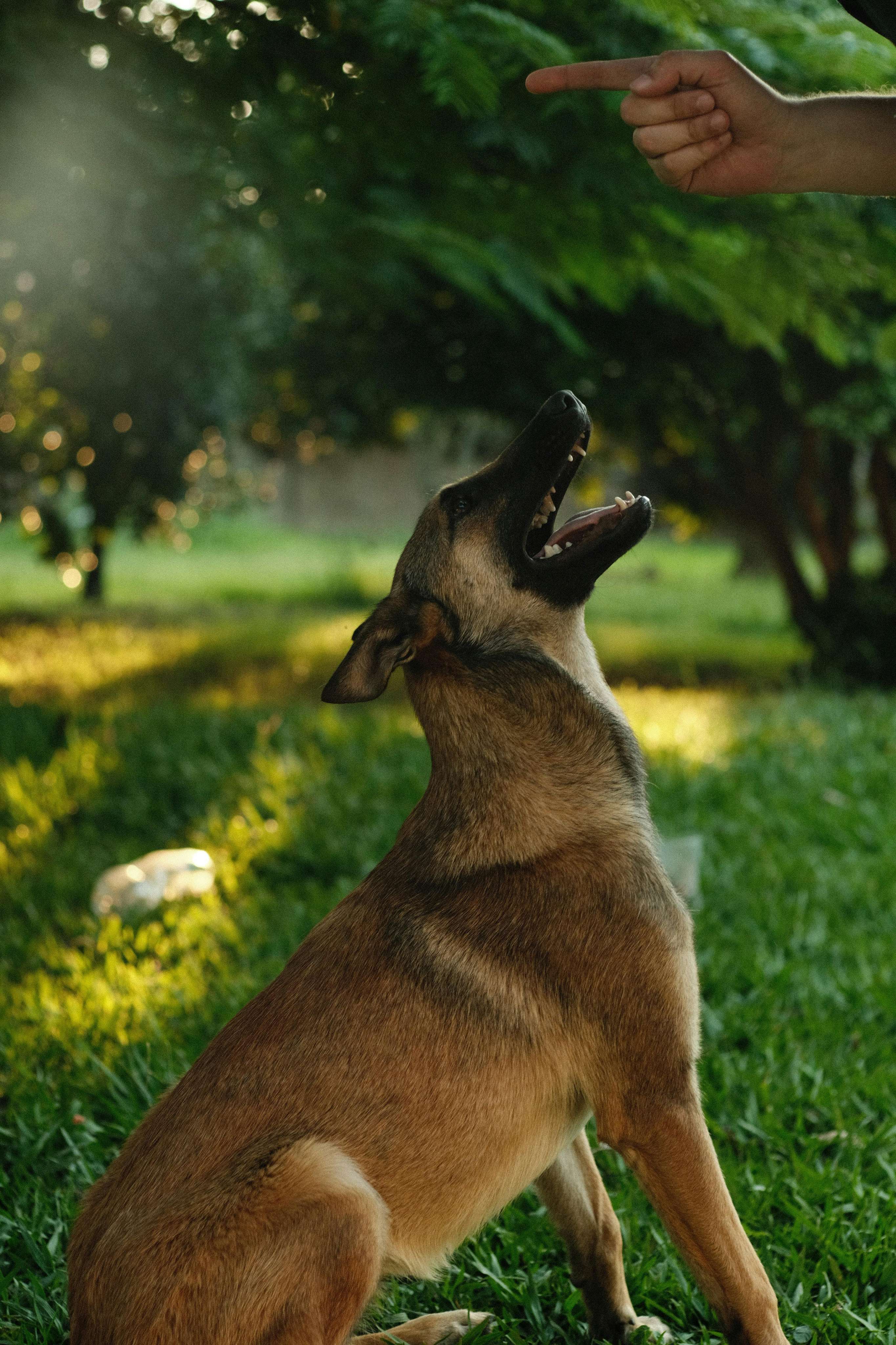 german shepherd & belgian malinois